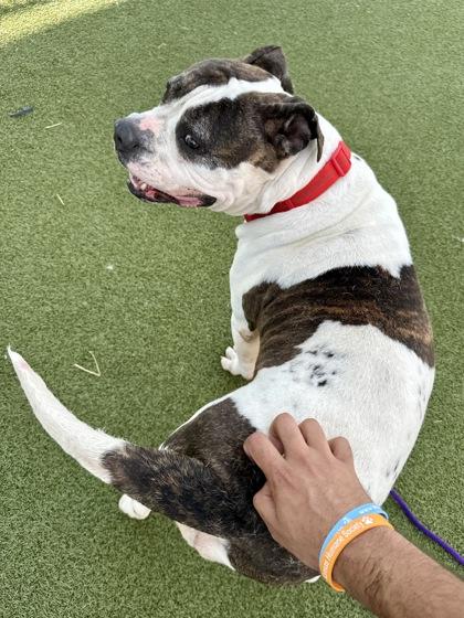 Kimber, Adoptable, Adult Female Mixed Breed & Mixed Breed.