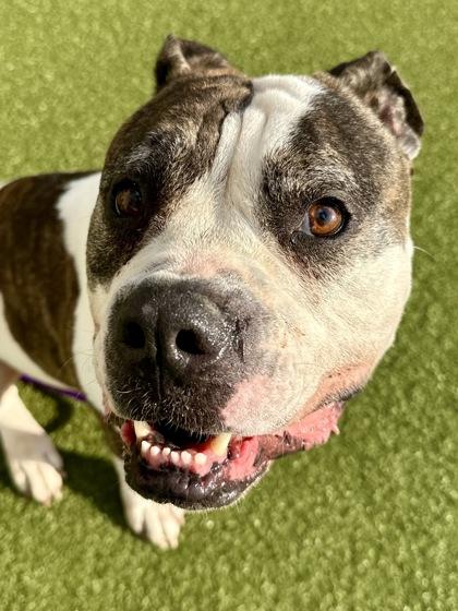 Enlarge Kimber, a Adoptable mixed breed in Wichita, KS image 2/3