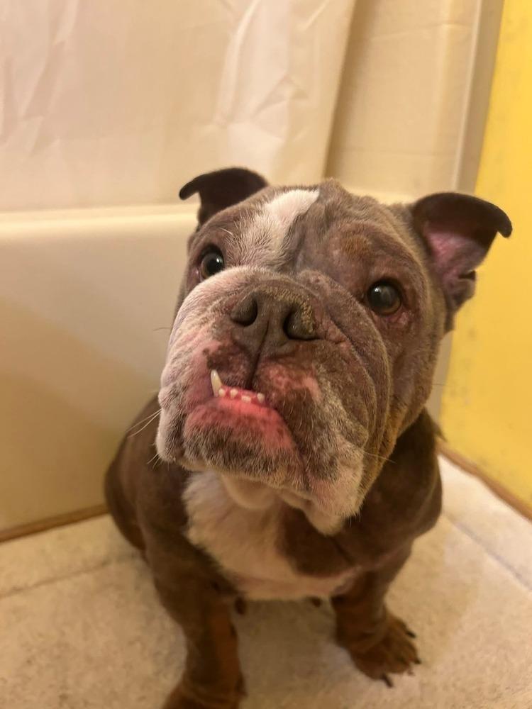 Jellybean, Adoptable, Adult Female English Bulldog.