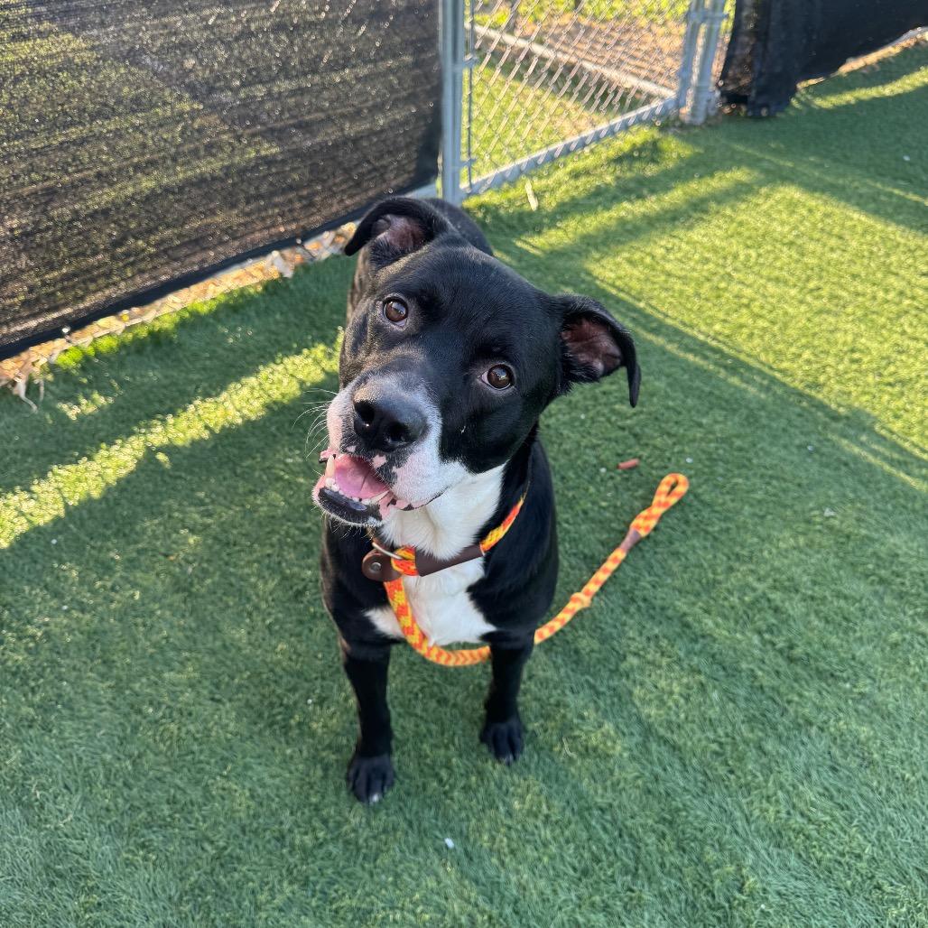 Enlarge Cesar, a Adoptable mixed breed in Canton, IL image 1/6