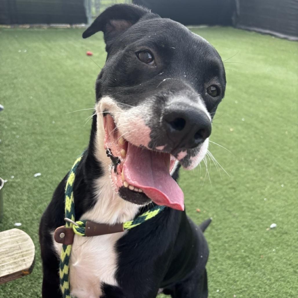 Enlarge Cesar, a Adoptable mixed breed in Canton, IL image 2/6