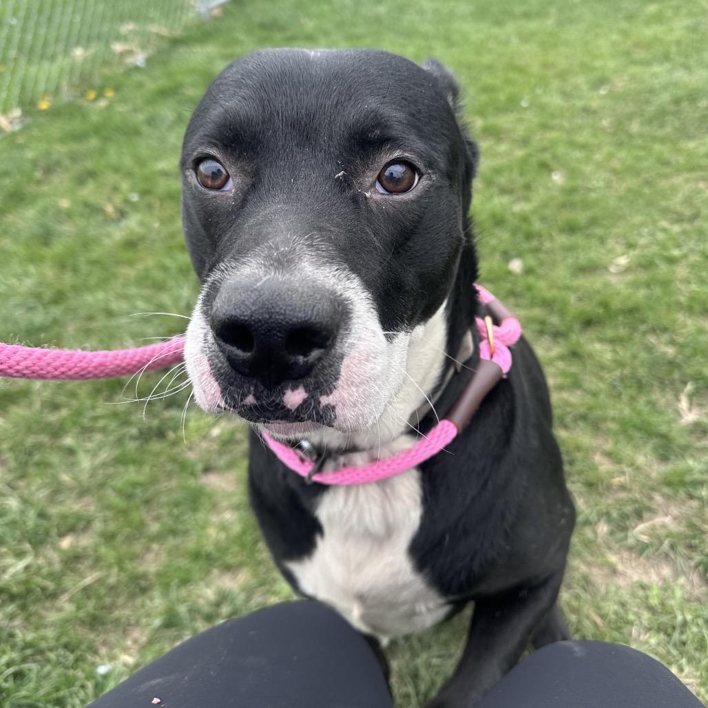 Enlarge Cesar, a Adoptable mixed breed in Canton, IL image 3/6