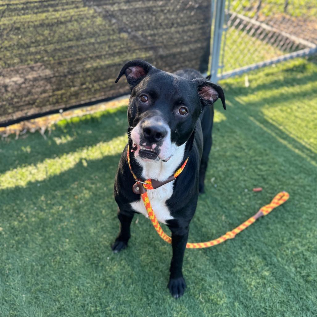 Enlarge Cesar, a Adoptable mixed breed in Canton, IL image 4/6