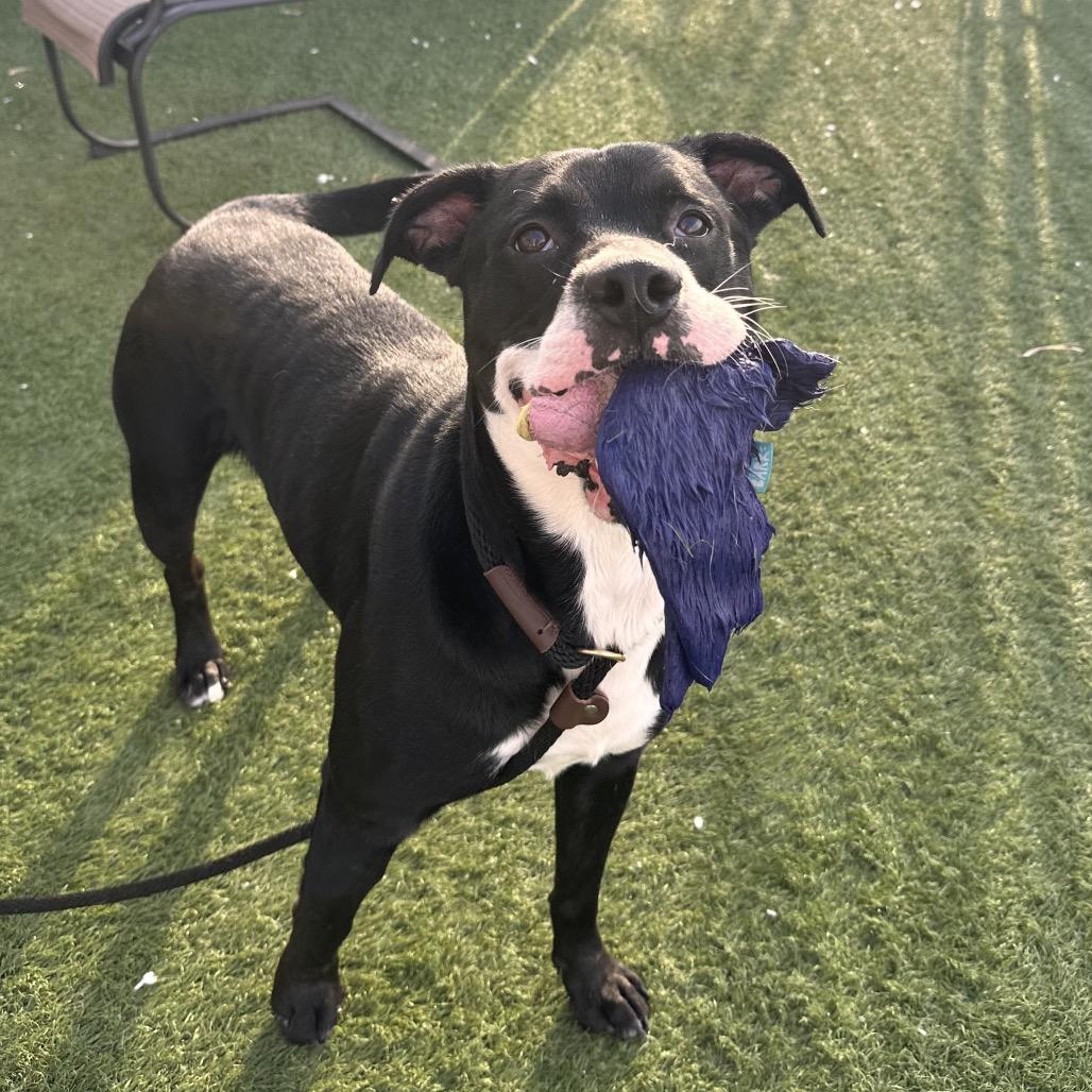 Enlarge Cesar, a Adoptable mixed breed in Canton, IL image 5/6