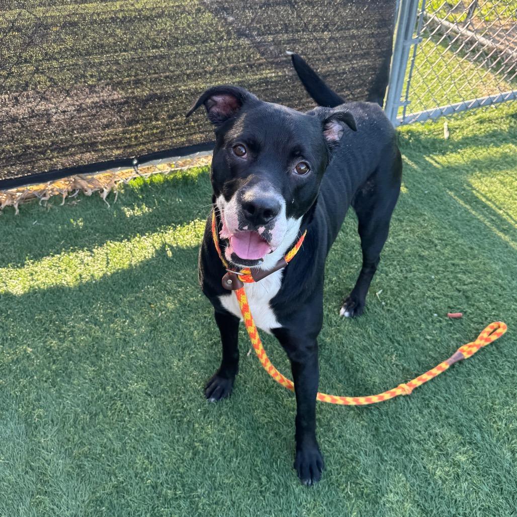 Enlarge Cesar, a Adoptable mixed breed in Canton, IL image 6/6