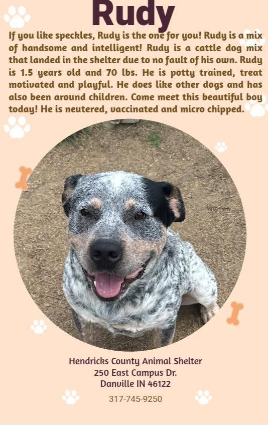 Rudy, Adoptable, Adult Male Australian Cattle Dog / Blue Heeler & Mixed Breed.