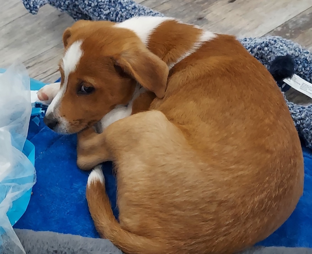 stubbs, Adopted, Puppy Male Rat Terrier.