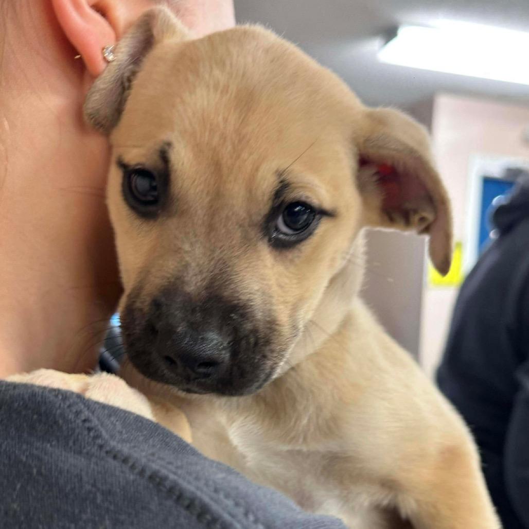 Enlarge Marshall, a Adoptable mixed breed in Griswold, CT image 1/2