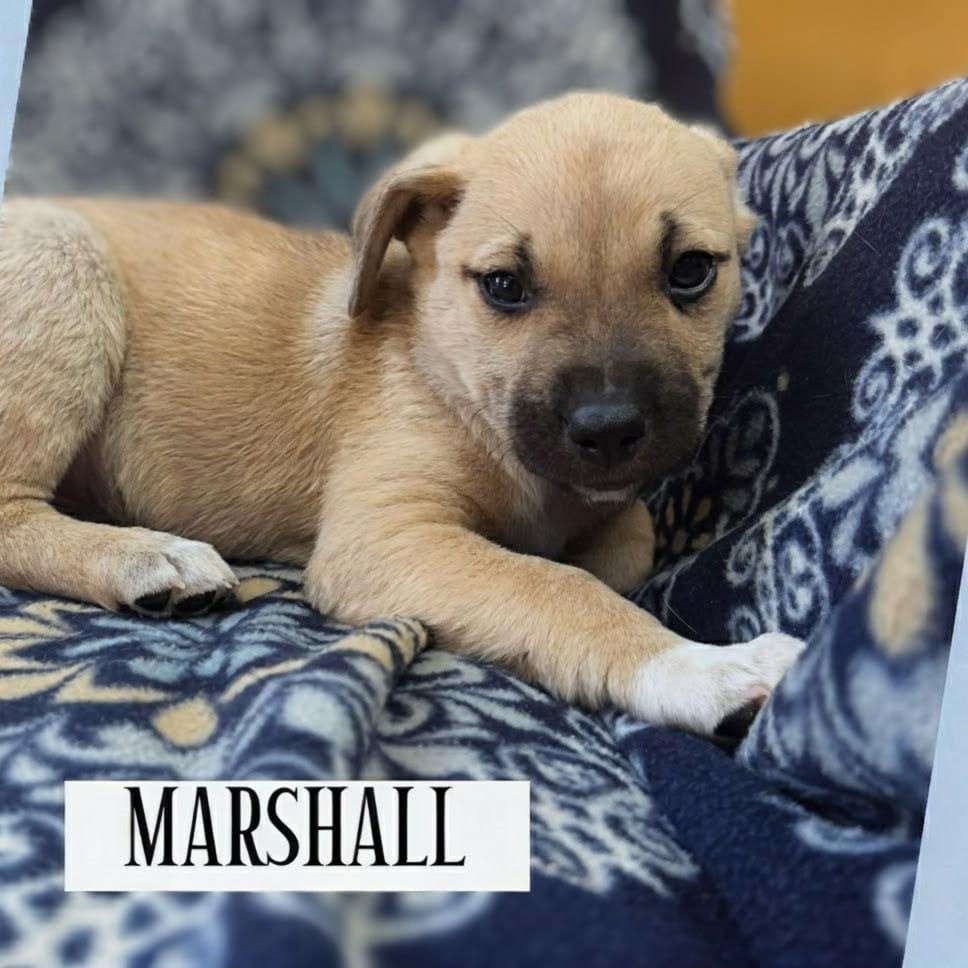 Enlarge Marshall, a Adoptable mixed breed in Griswold, CT image 2/2