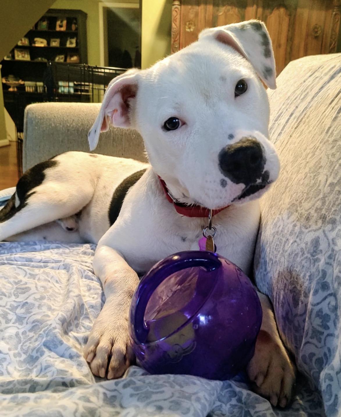 Wilder, Adoptable, Puppy Male American Bulldog.