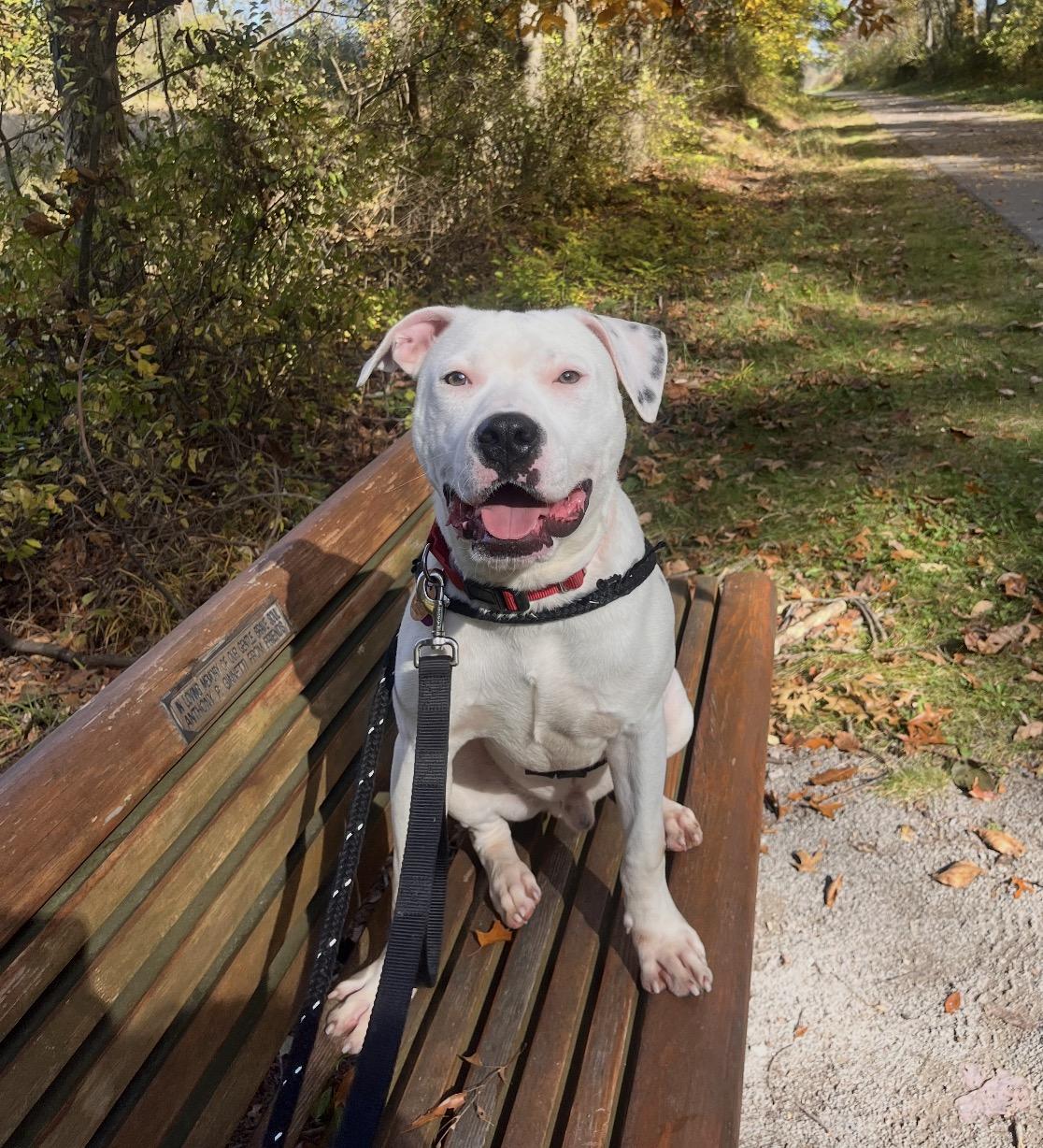 Enlarge Wilder, a Adoptable mixed breed in Youngstown, OH image 3/5