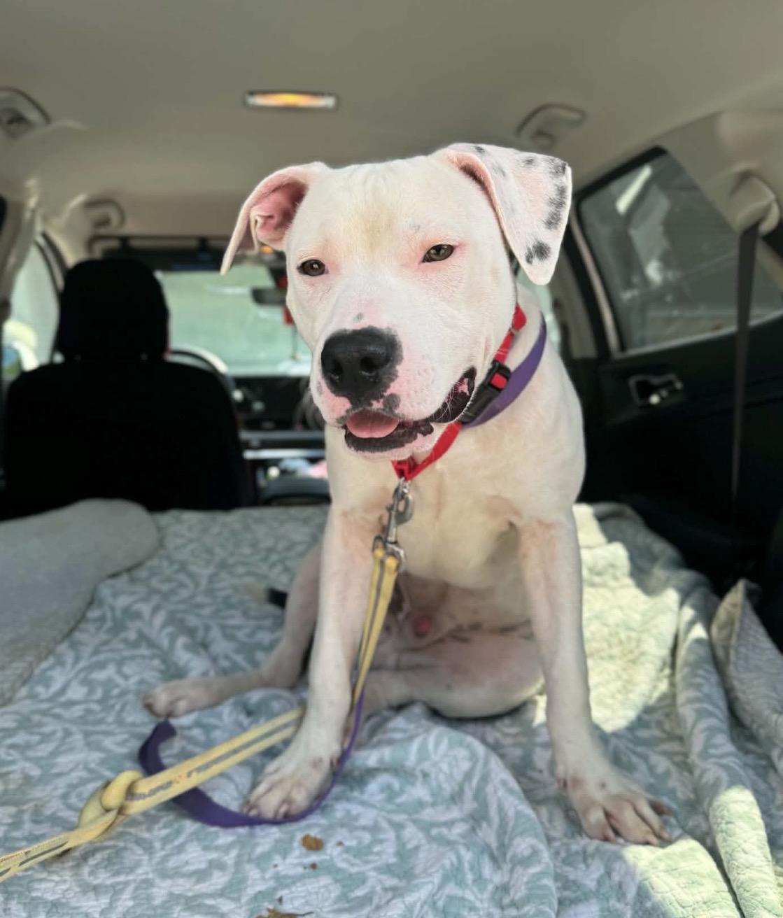 Enlarge Wilder, a Adoptable mixed breed in Youngstown, OH image 2/5