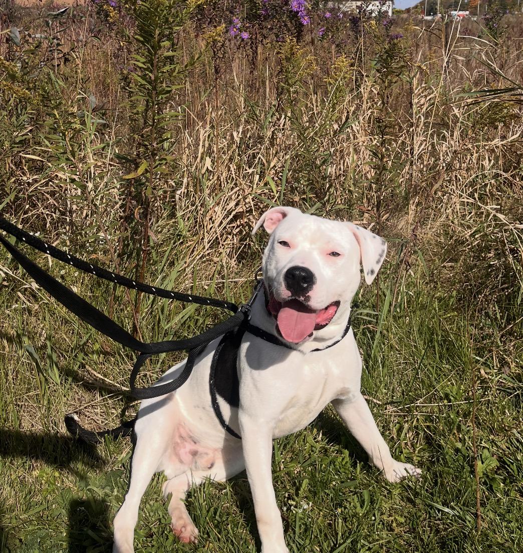 Enlarge Wilder, a Adoptable mixed breed in Youngstown, OH image 4/5