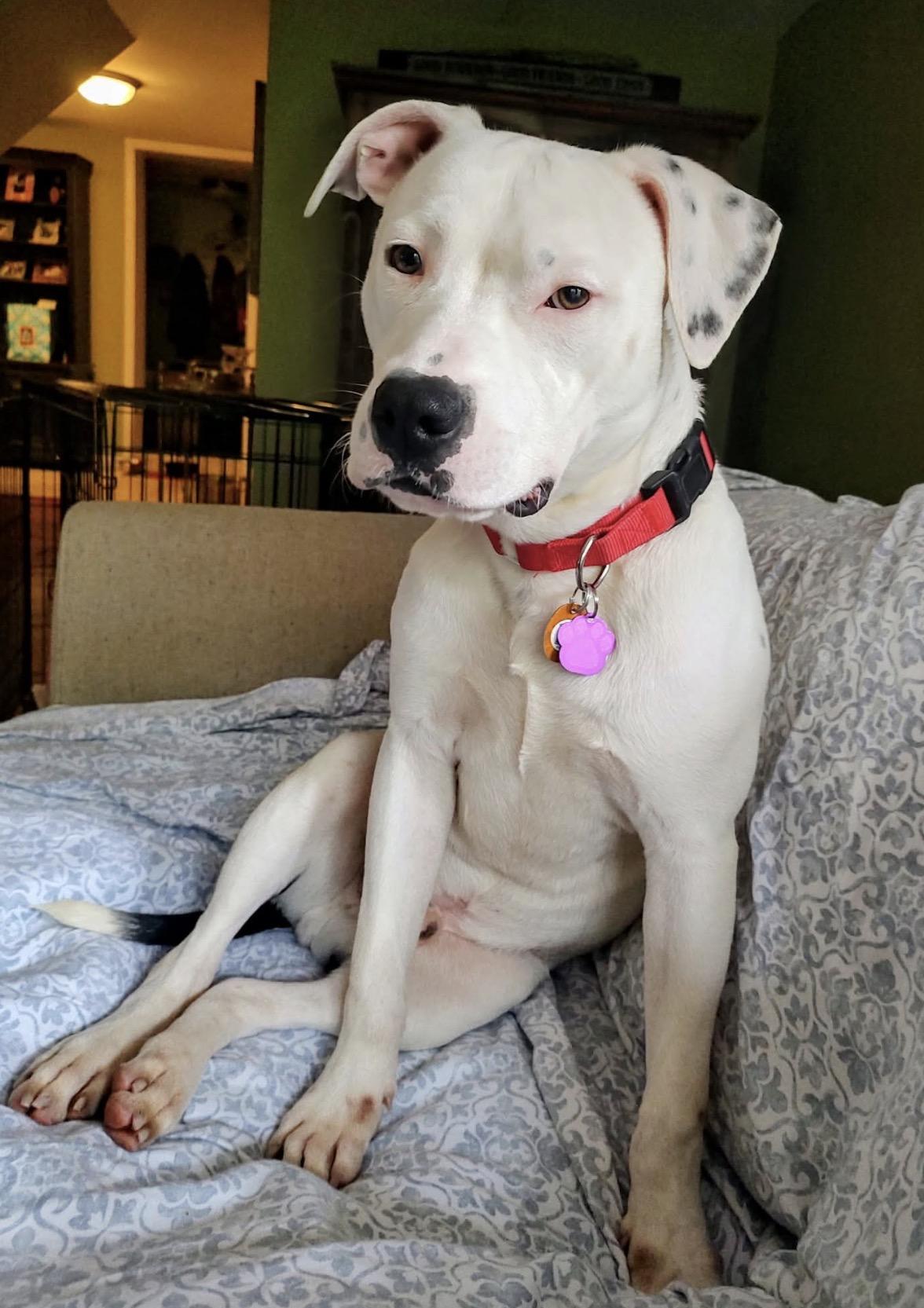 Enlarge Wilder, a Adoptable mixed breed in Youngstown, OH image 5/5