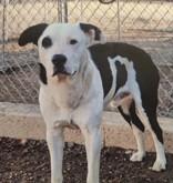 Petey, ADOPTABLE, Adult Male Border Collie.