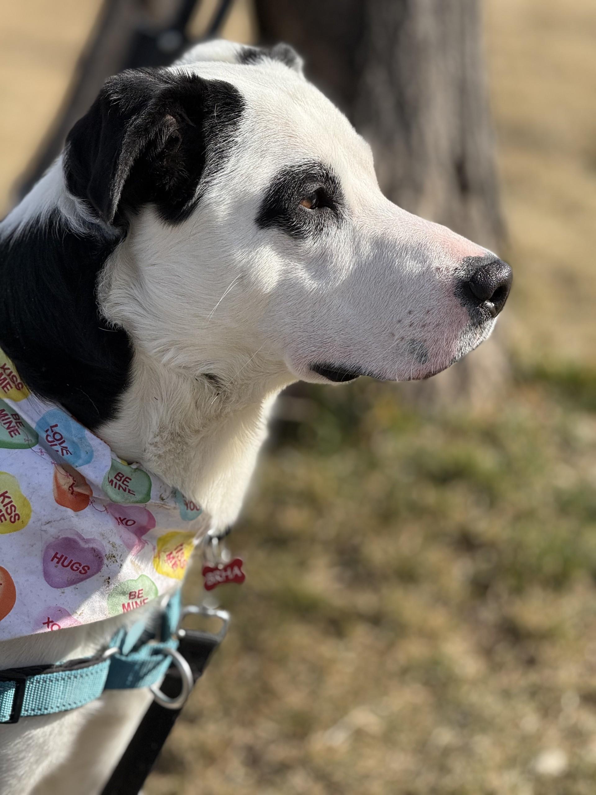 Petey, ADOPTABLE, Adult Male Border Collie.