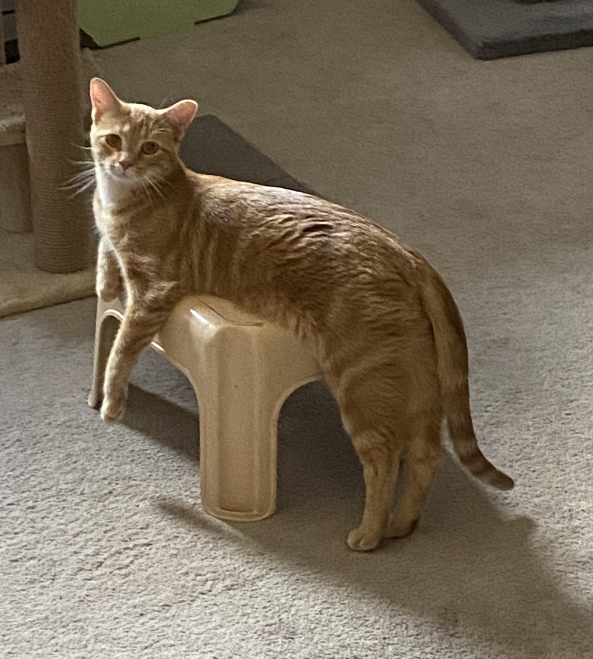 Owen, Adoptable, Young Male Domestic Short Hair.