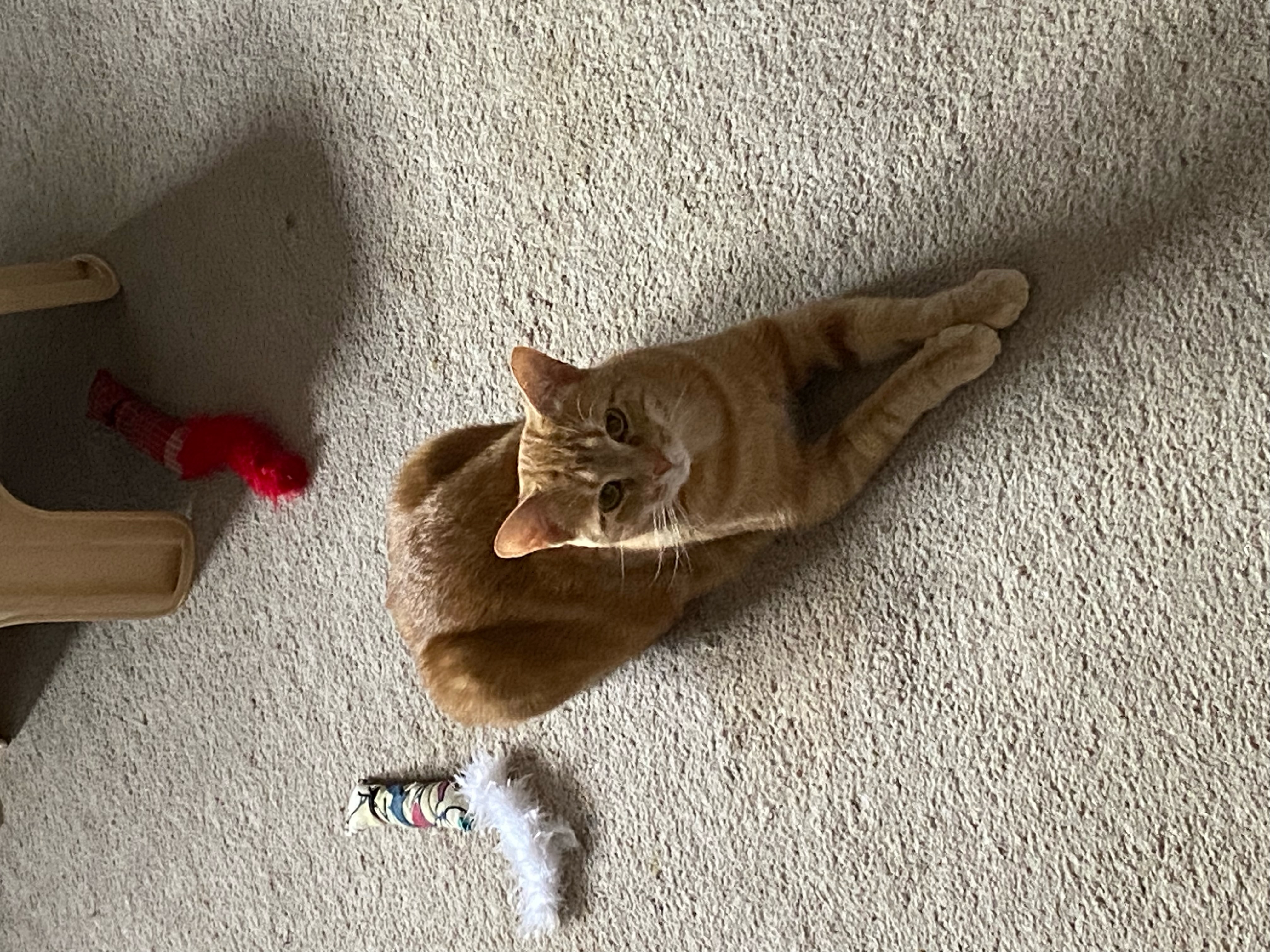 Enlarge Owen, a Adoptable Domestic Short Hair in Grayslake, IL image 2/6