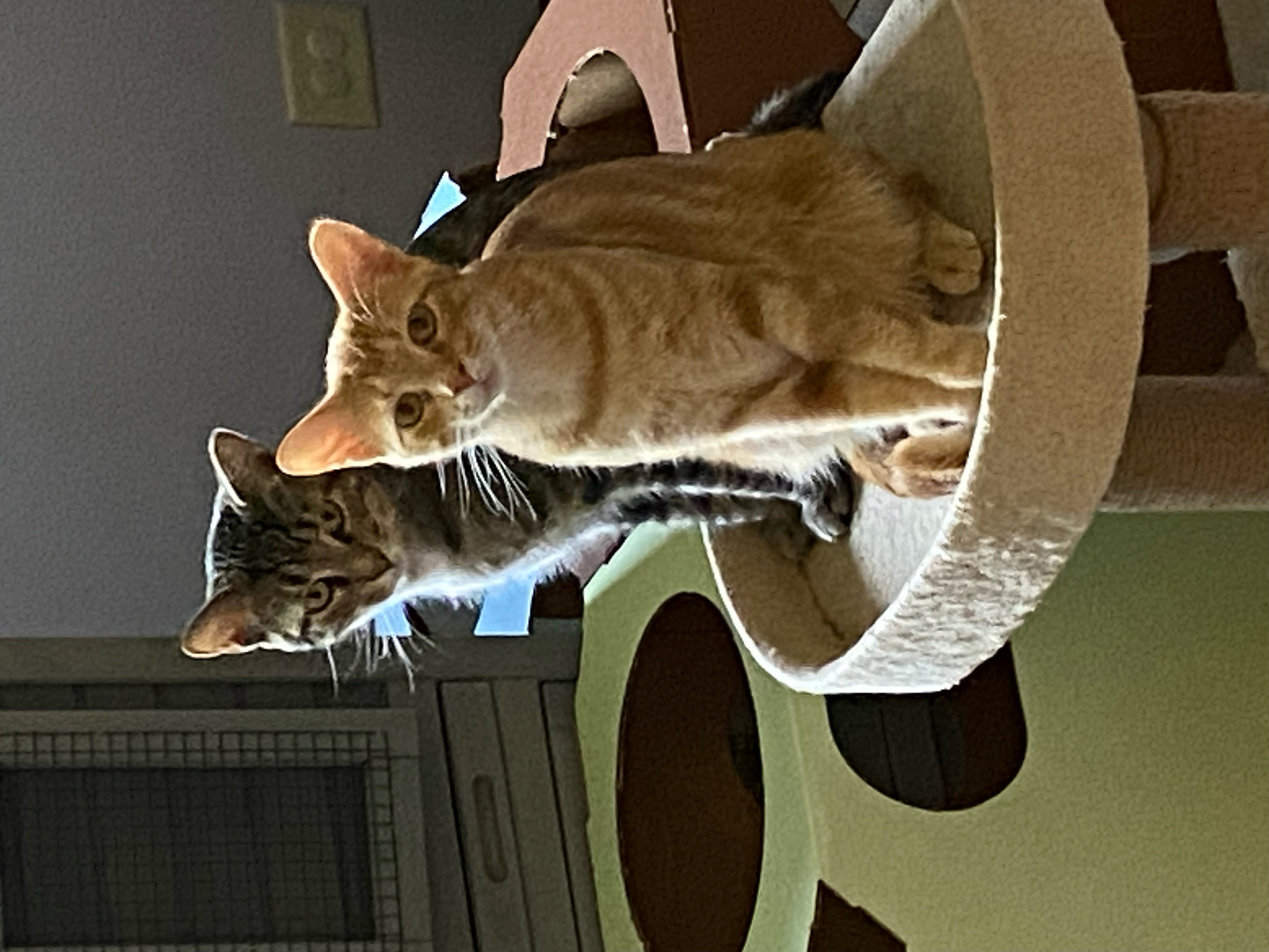 Enlarge Owen, a Adoptable Domestic Short Hair in Grayslake, IL image 3/6