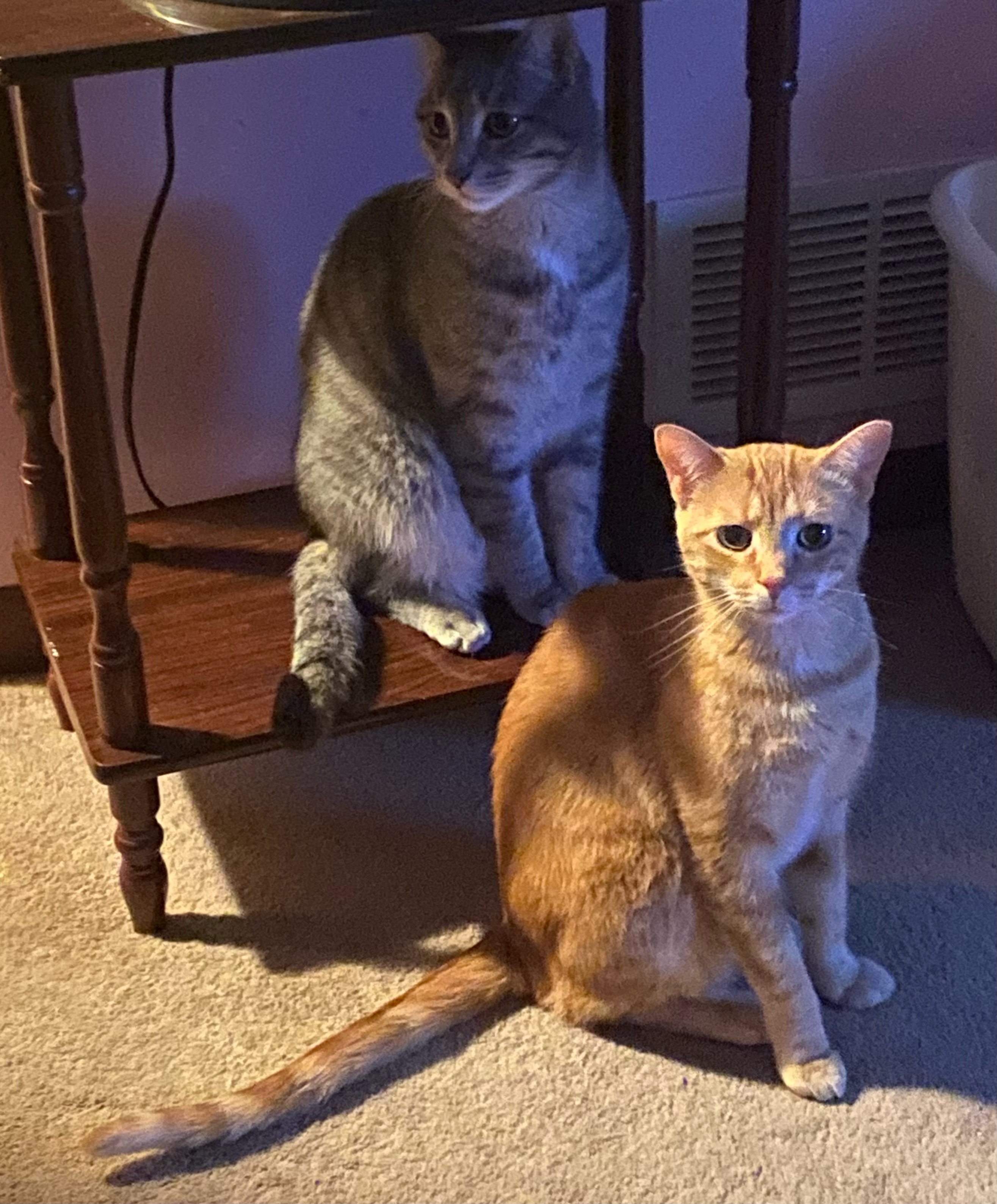 Enlarge Owen, a Adoptable Domestic Short Hair in Grayslake, IL image 4/6