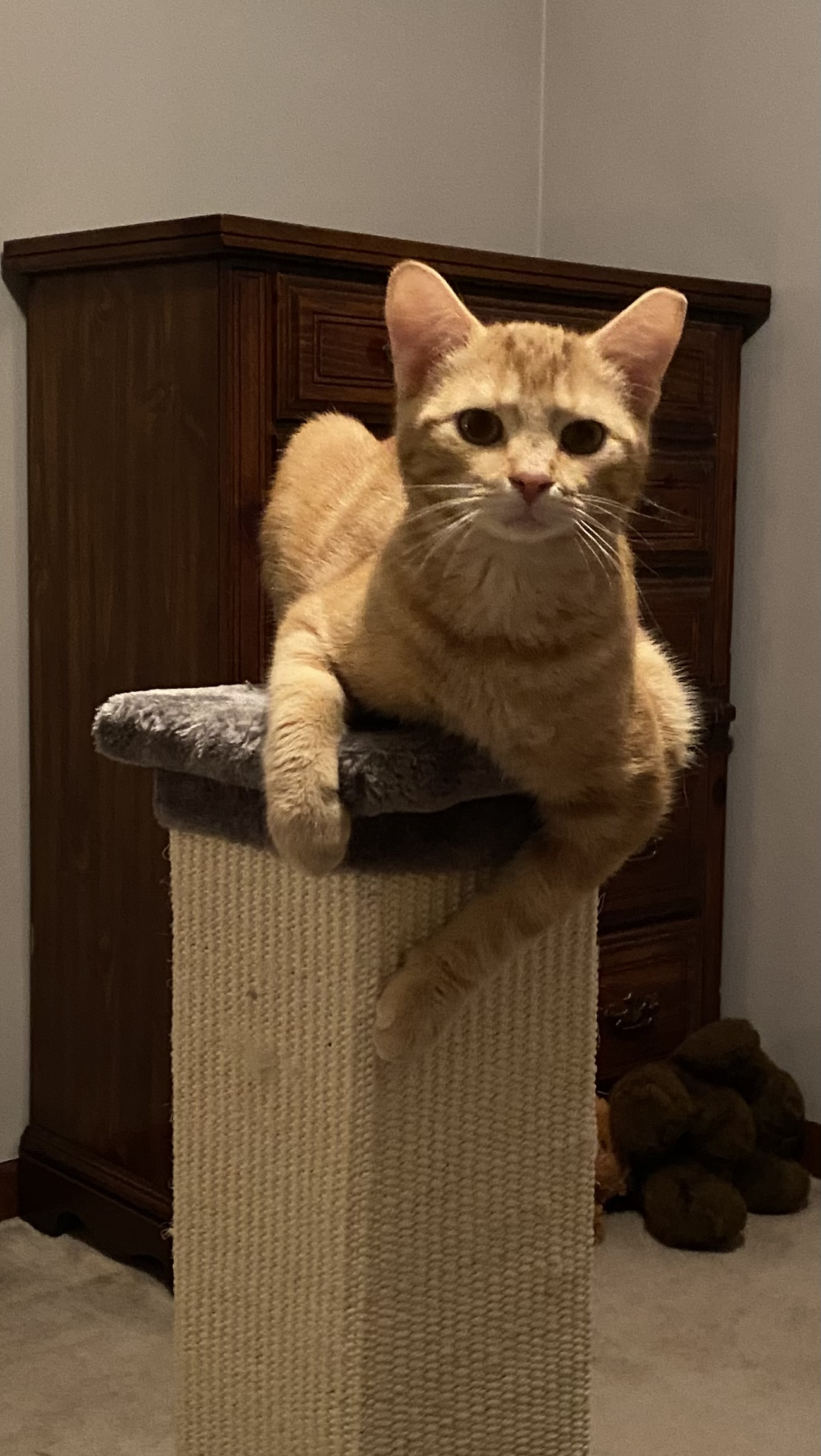 Enlarge Owen, a Adoptable Domestic Short Hair in Grayslake, IL image 5/6