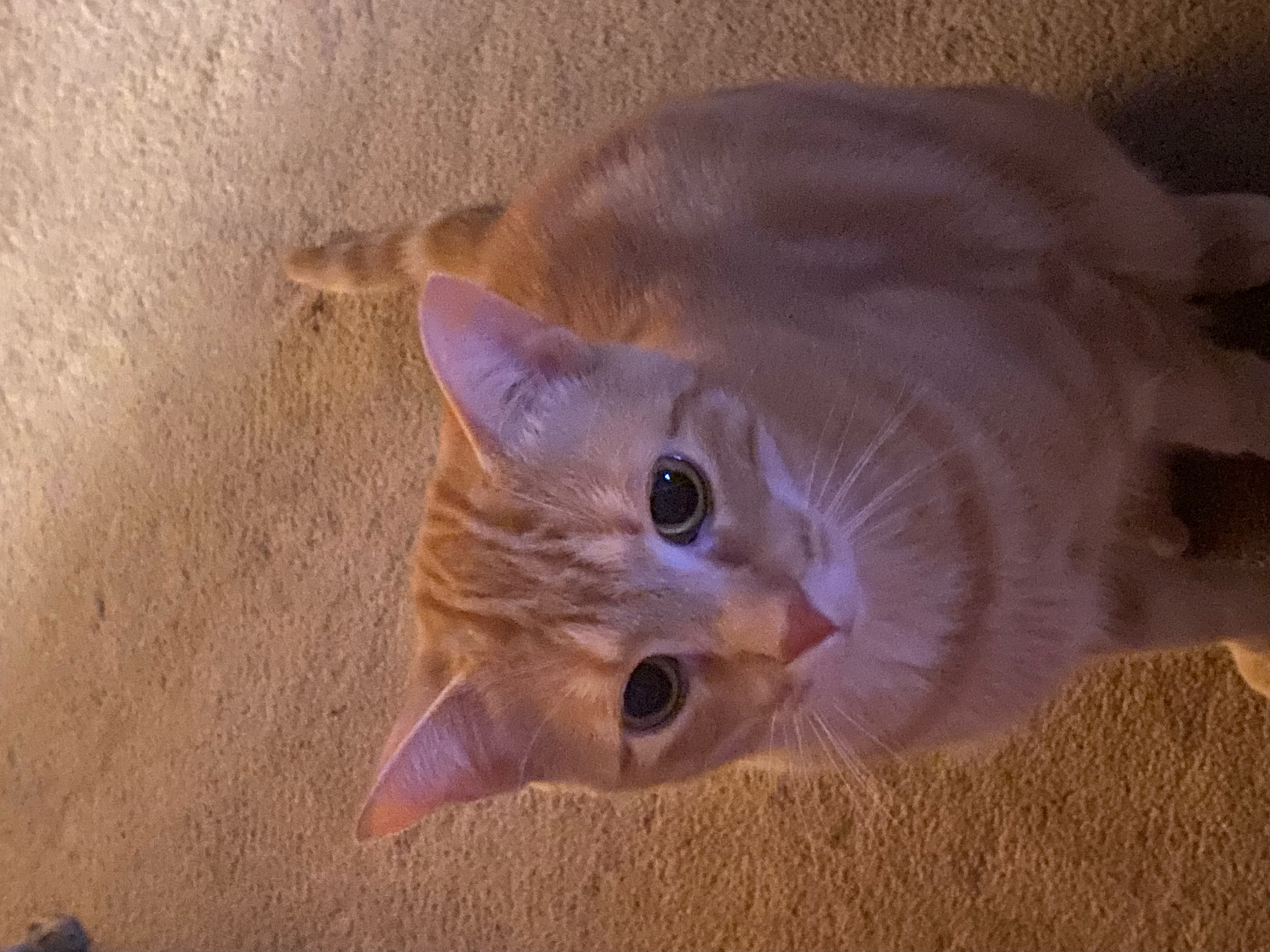 Enlarge Owen, a Adoptable Domestic Short Hair in Grayslake, IL image 6/6