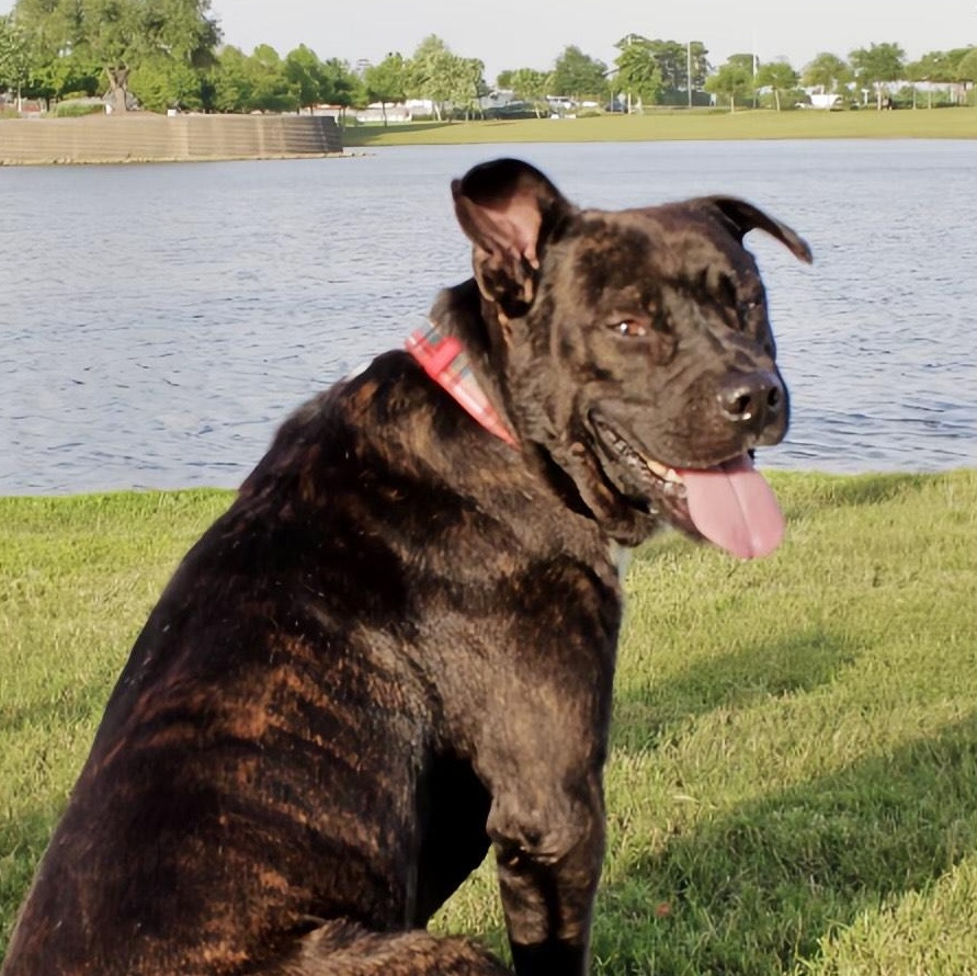 Enlarge Chocolate, a Adoptable mixed breed in Liverpool, TX image 4/6