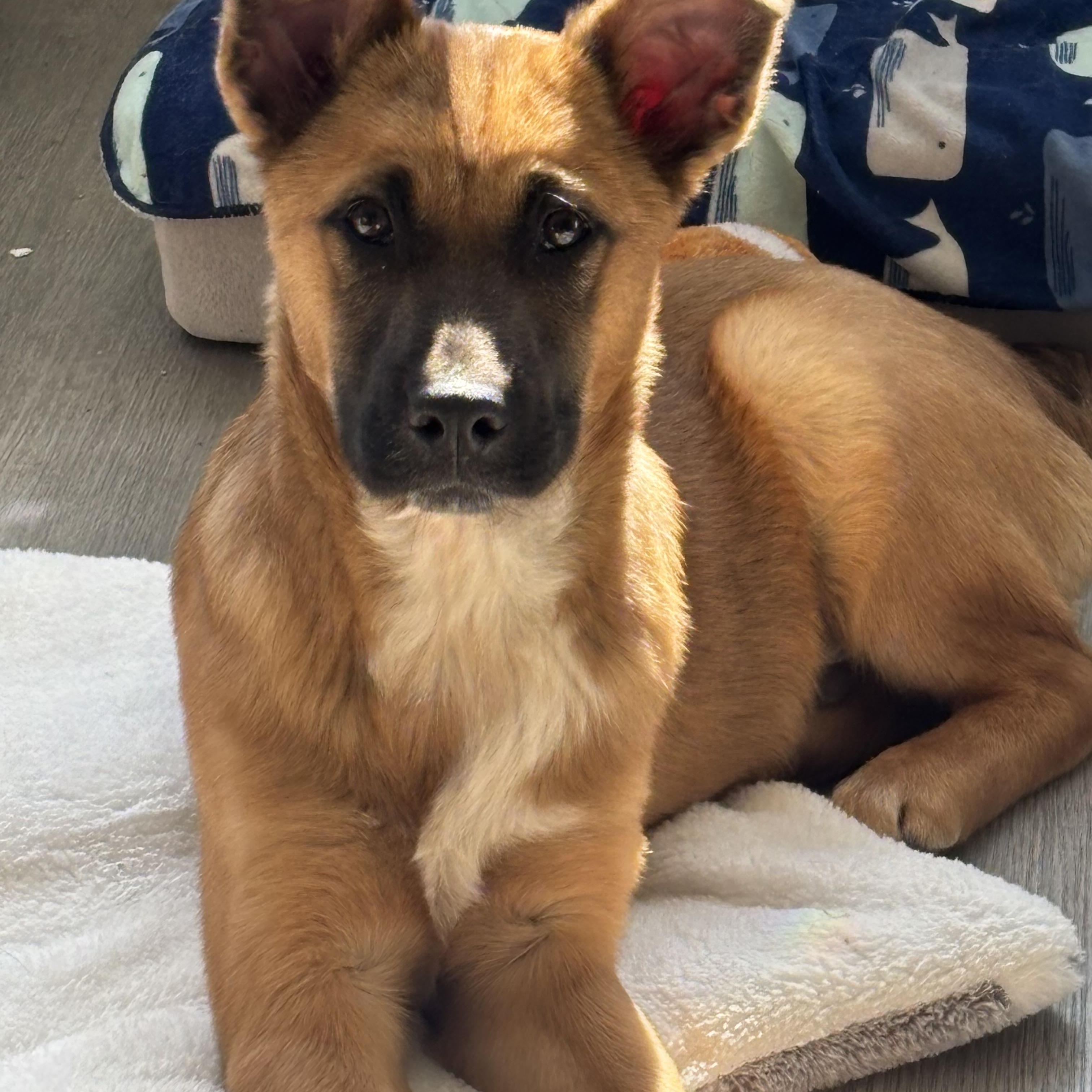 Enlarge Dolby, an adopted German Shepherd Dog in Bonney Lake, WA image 5/5