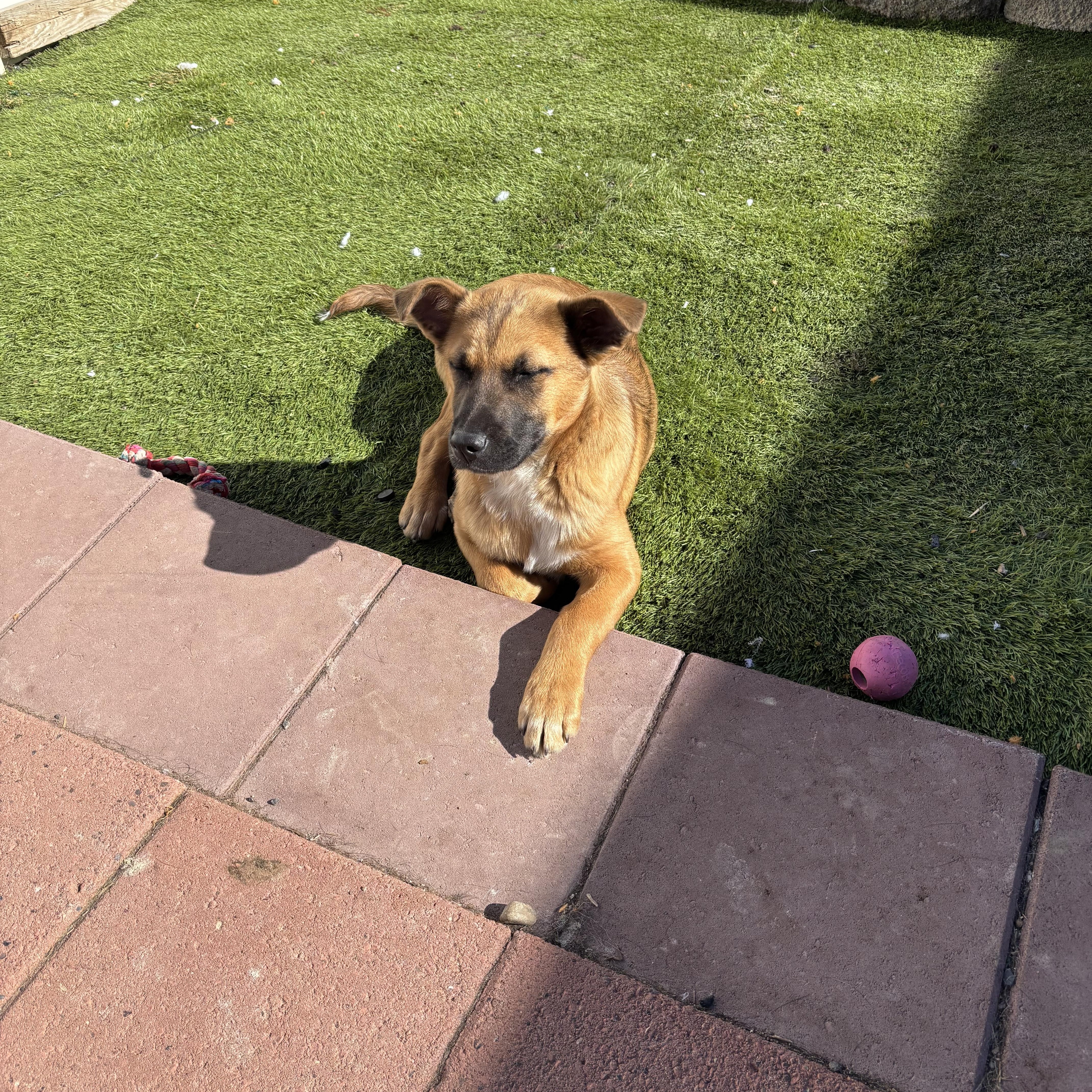 Enlarge Dolby, an adopted German Shepherd Dog in Bonney Lake, WA image 2/5