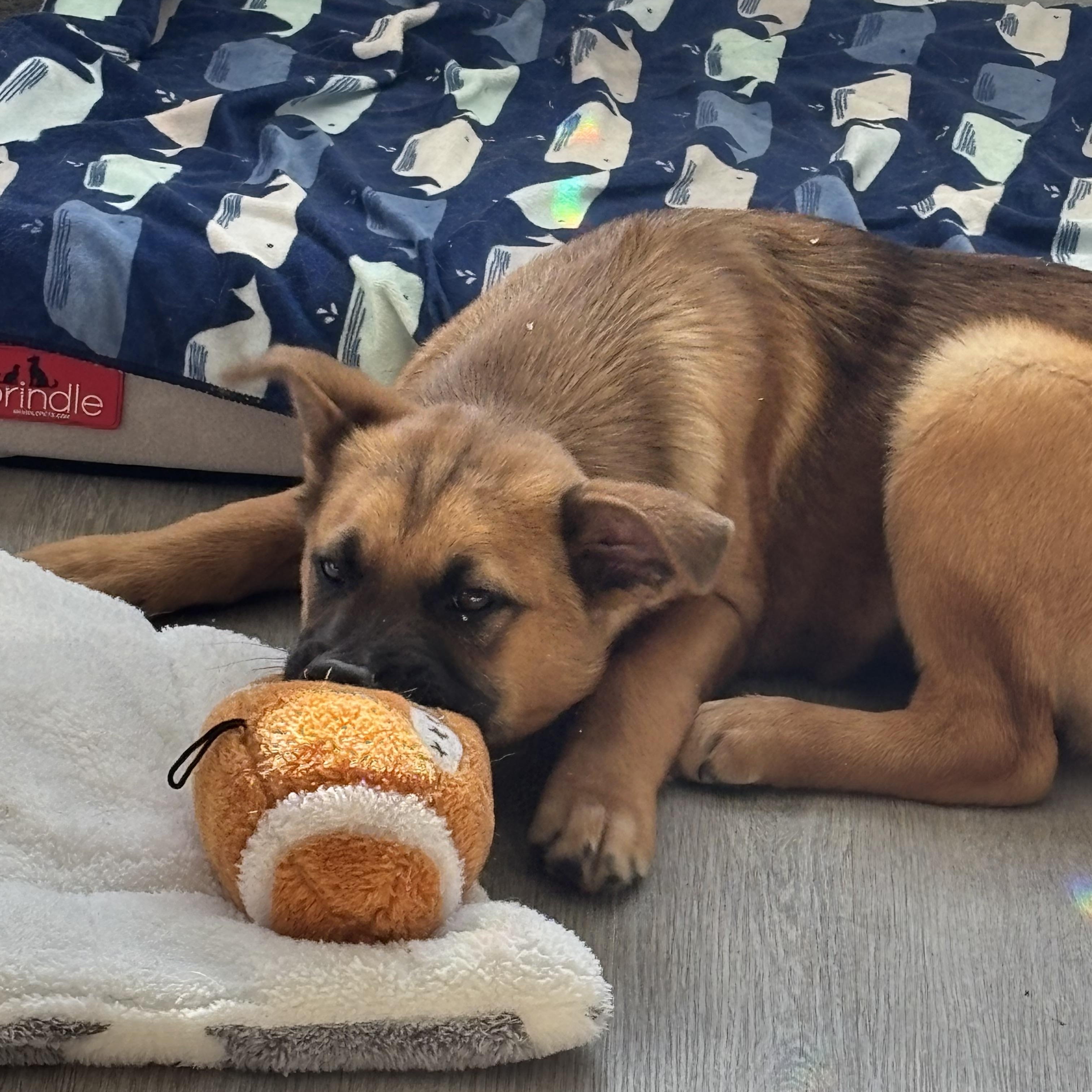 Enlarge Dolby, an adopted German Shepherd Dog in Bonney Lake, WA image 4/5