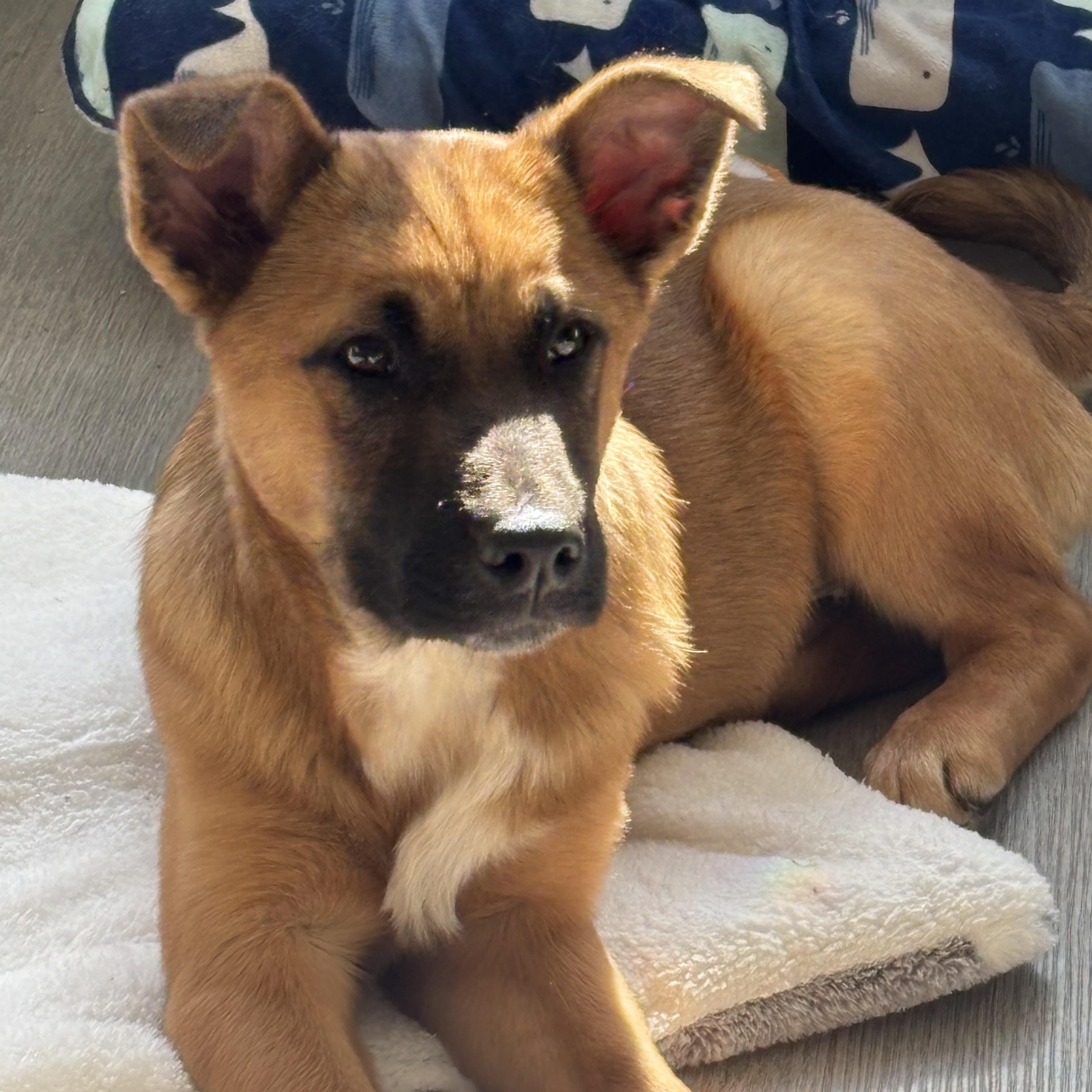 Enlarge Dolby, an adopted German Shepherd Dog in Bonney Lake, WA image 3/5