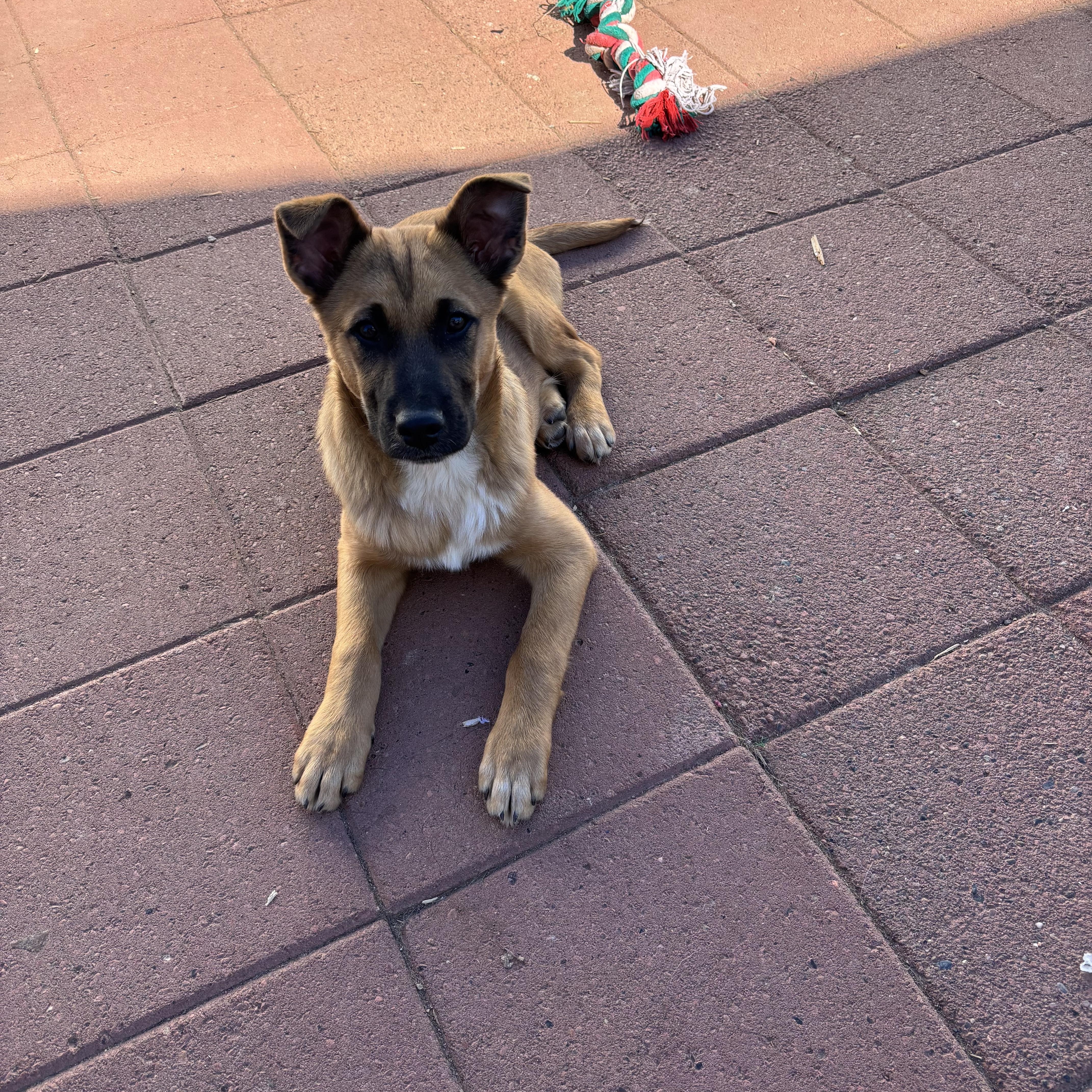 Enlarge Dolby, an adopted German Shepherd Dog in Bonney Lake, WA image 1/5