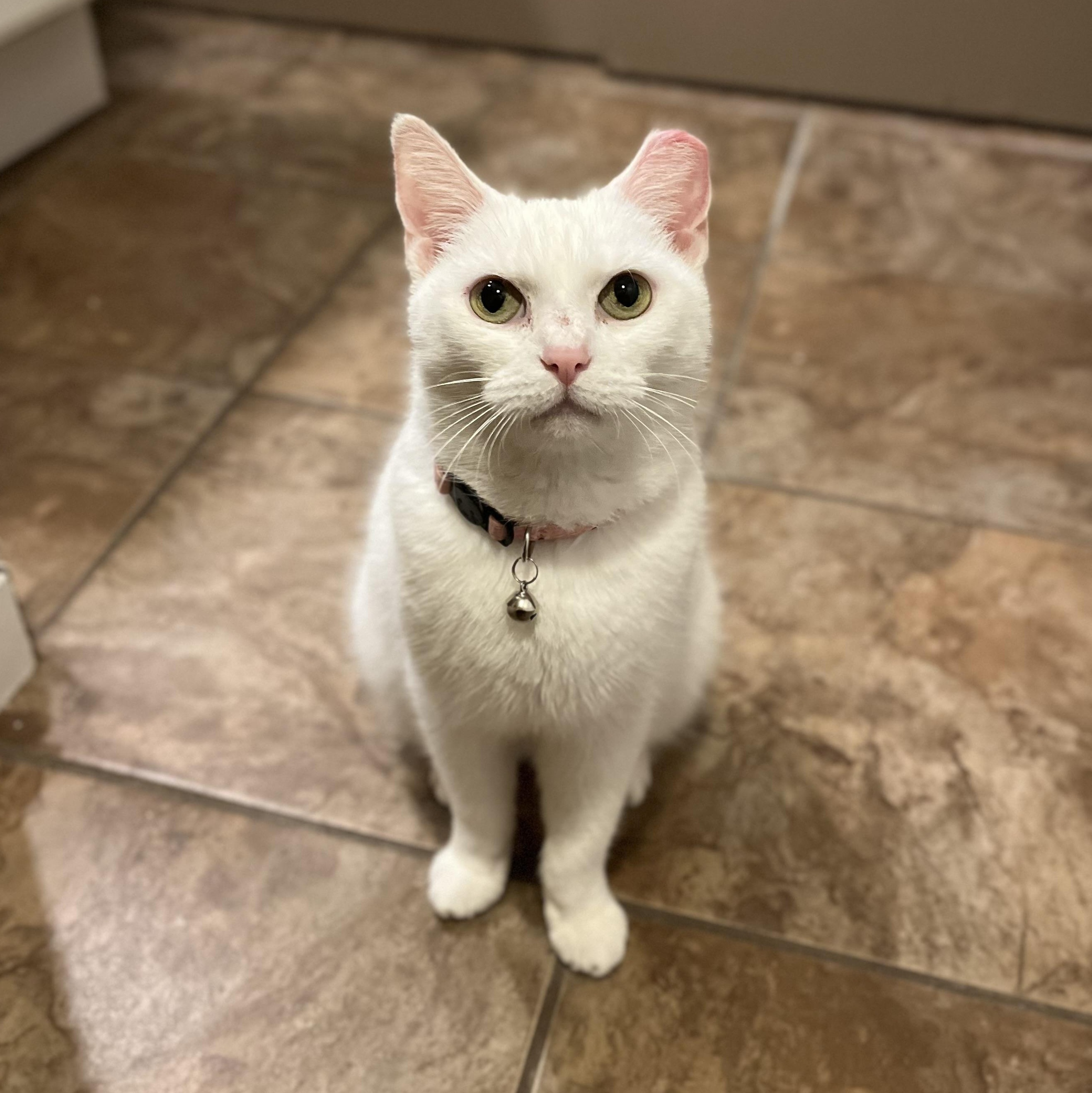 Stella 4