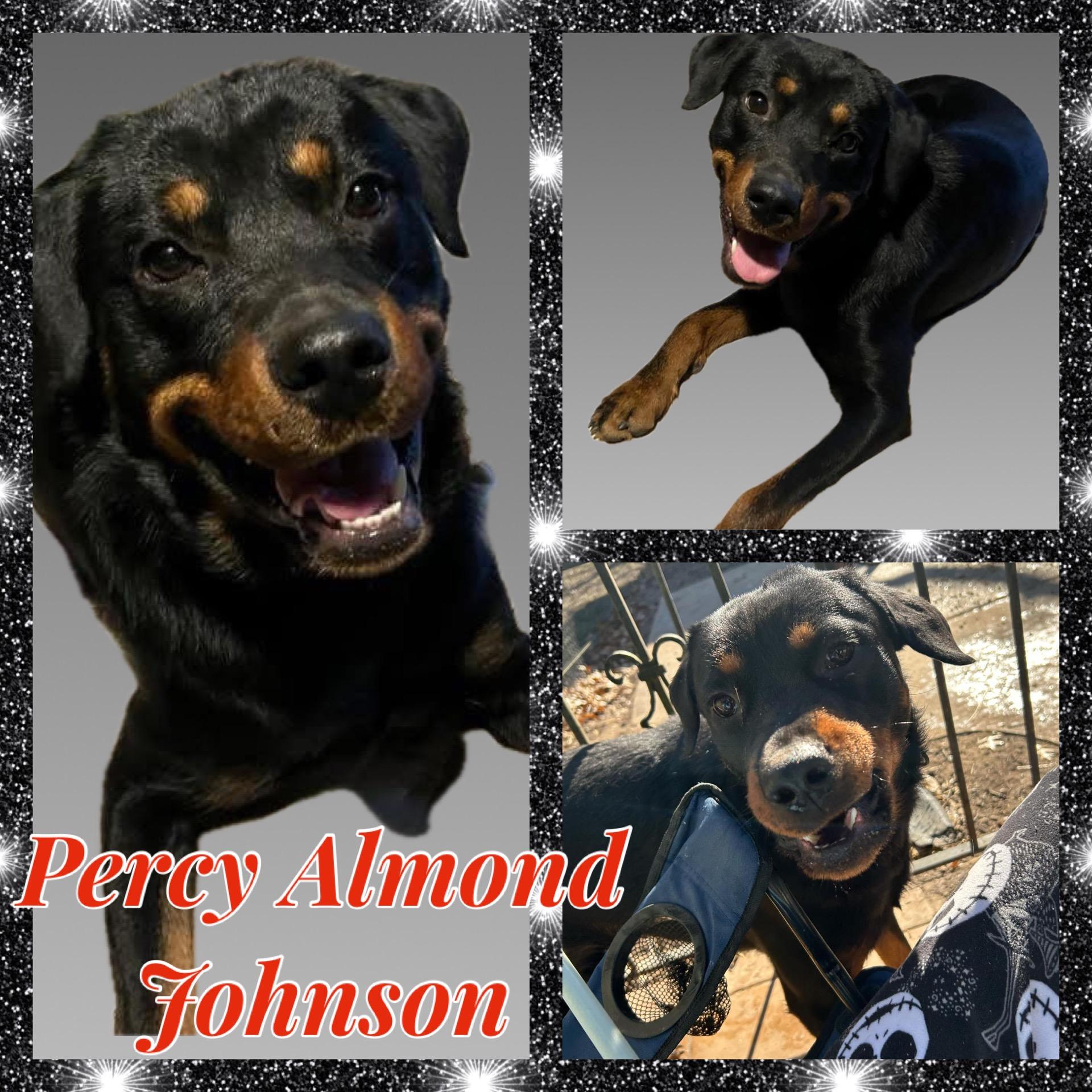 Percy Almond Johnson, Young Male Rottweiler