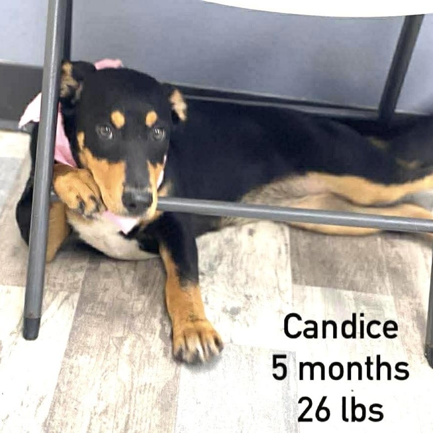 Enlarge Candice - Local May 22-24, an adoptable mixed breed in Johnston, RI image 1/1