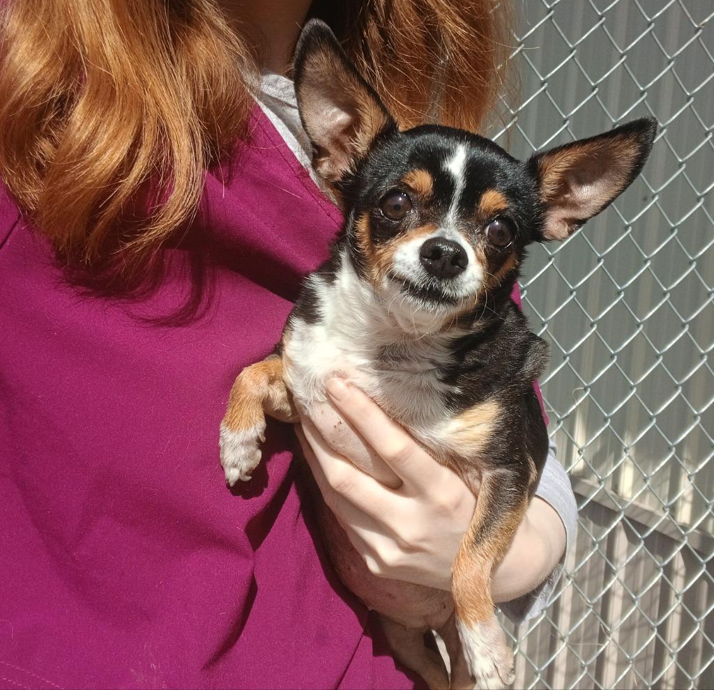 Precious, a Adopted Chihuahua in Ladysmith, WI image 1/3