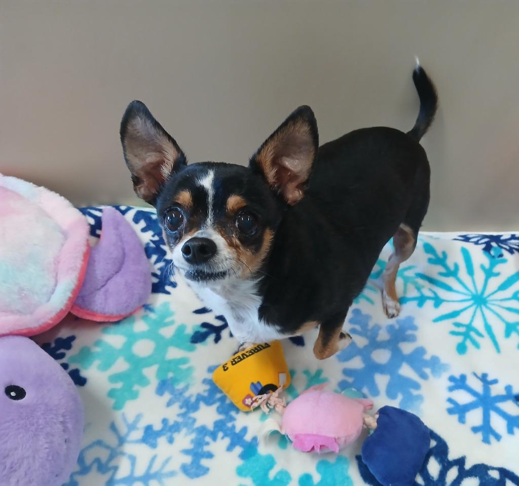 Precious, a Adopted Chihuahua in Ladysmith, WI image 2/3