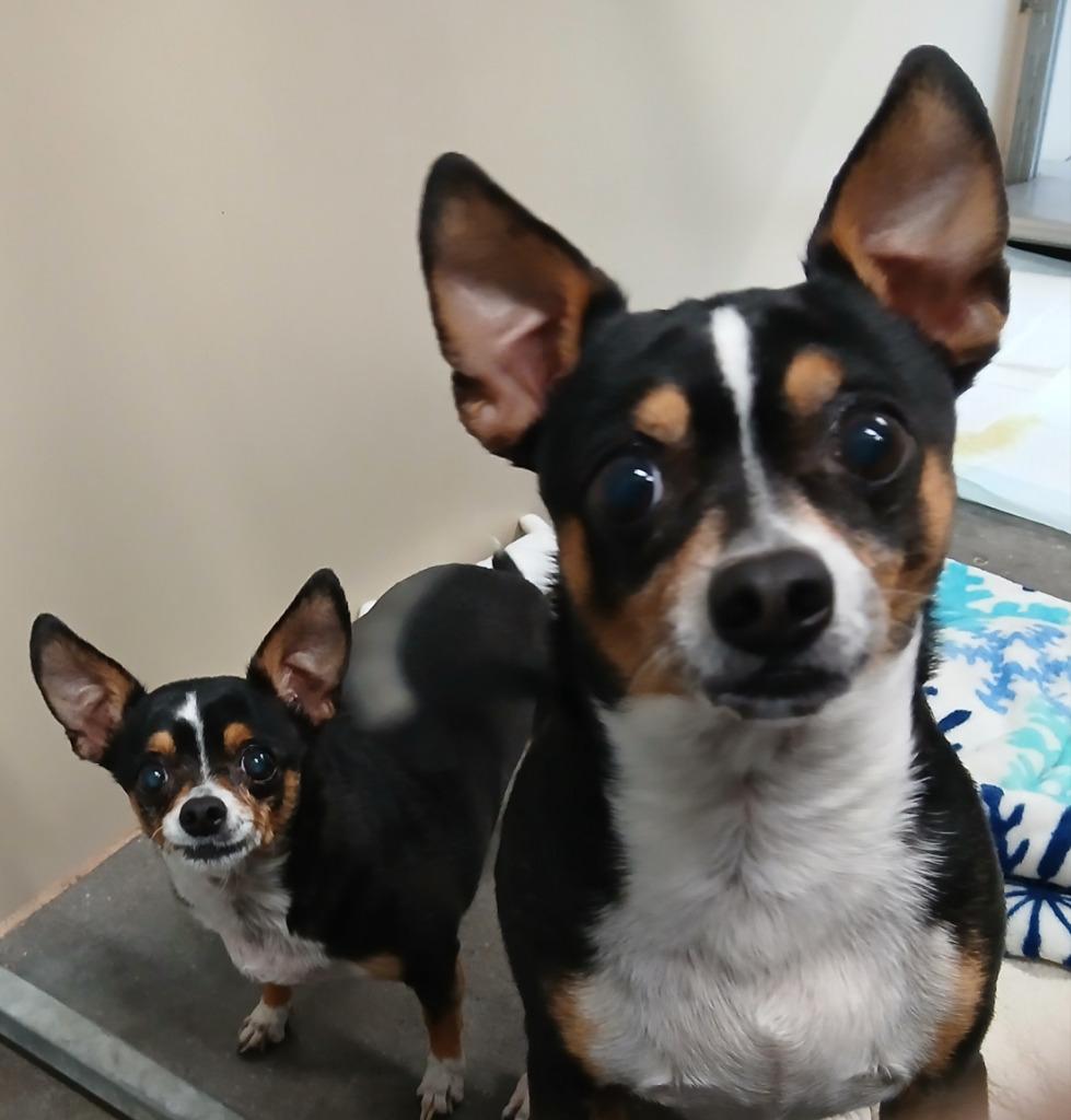 Precious, a Adopted Chihuahua in Ladysmith, WI image 3/3