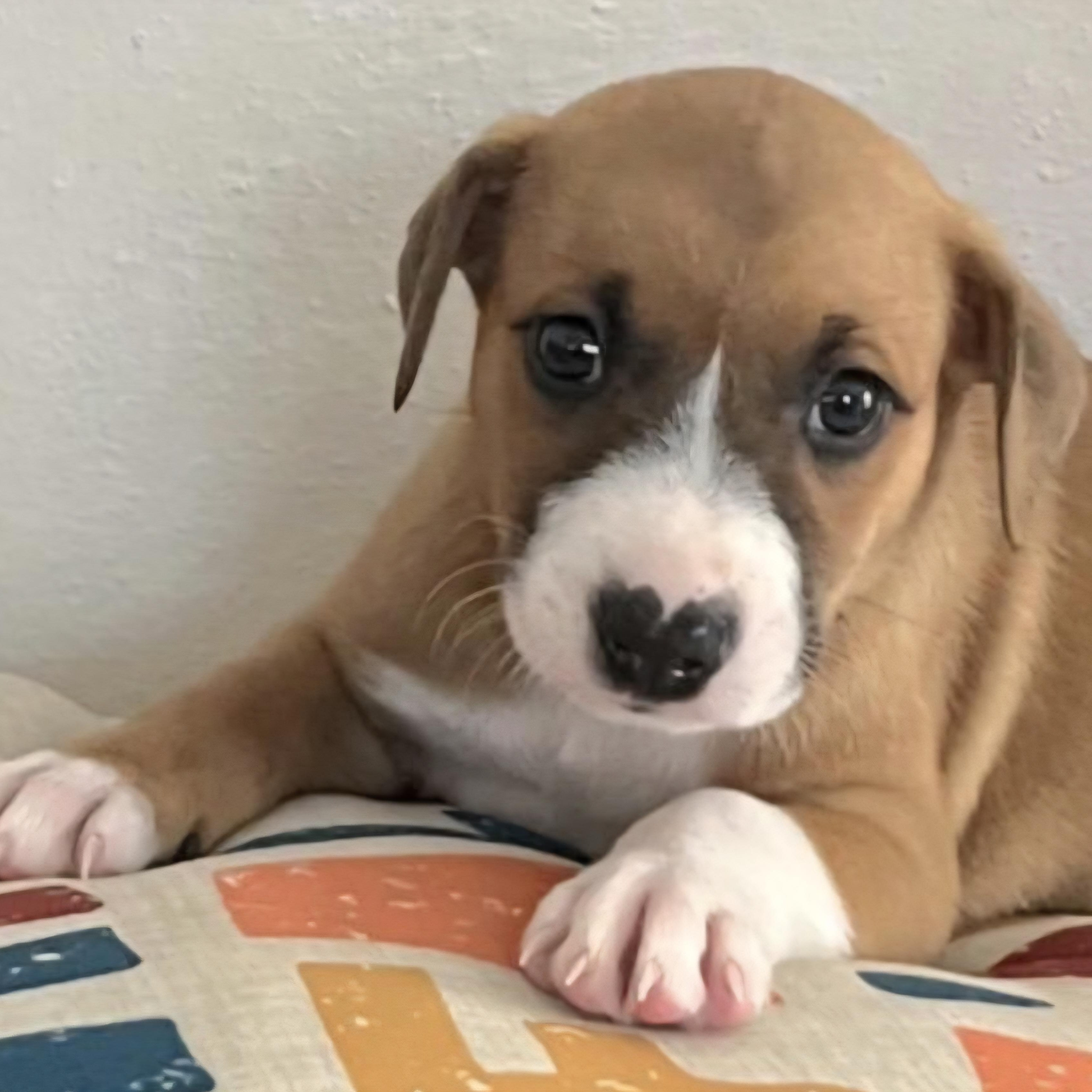 Camaro "let's Love!" thumbnail 2