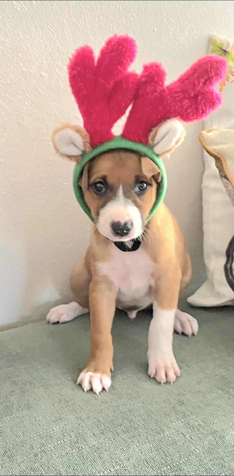 Camaro "let's Love!" thumbnail 3