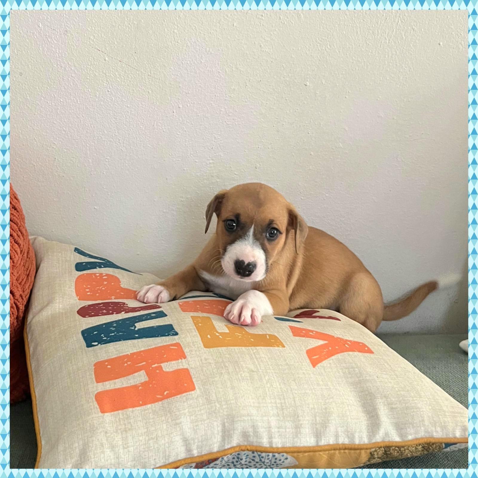 Camaro "let's Love!" thumbnail 5