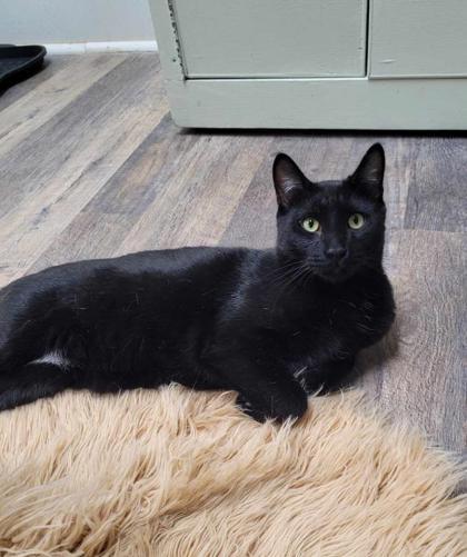 Enlarge Jerry, a Adoptable Domestic Short Hair in Lakeside, AZ image 1/1