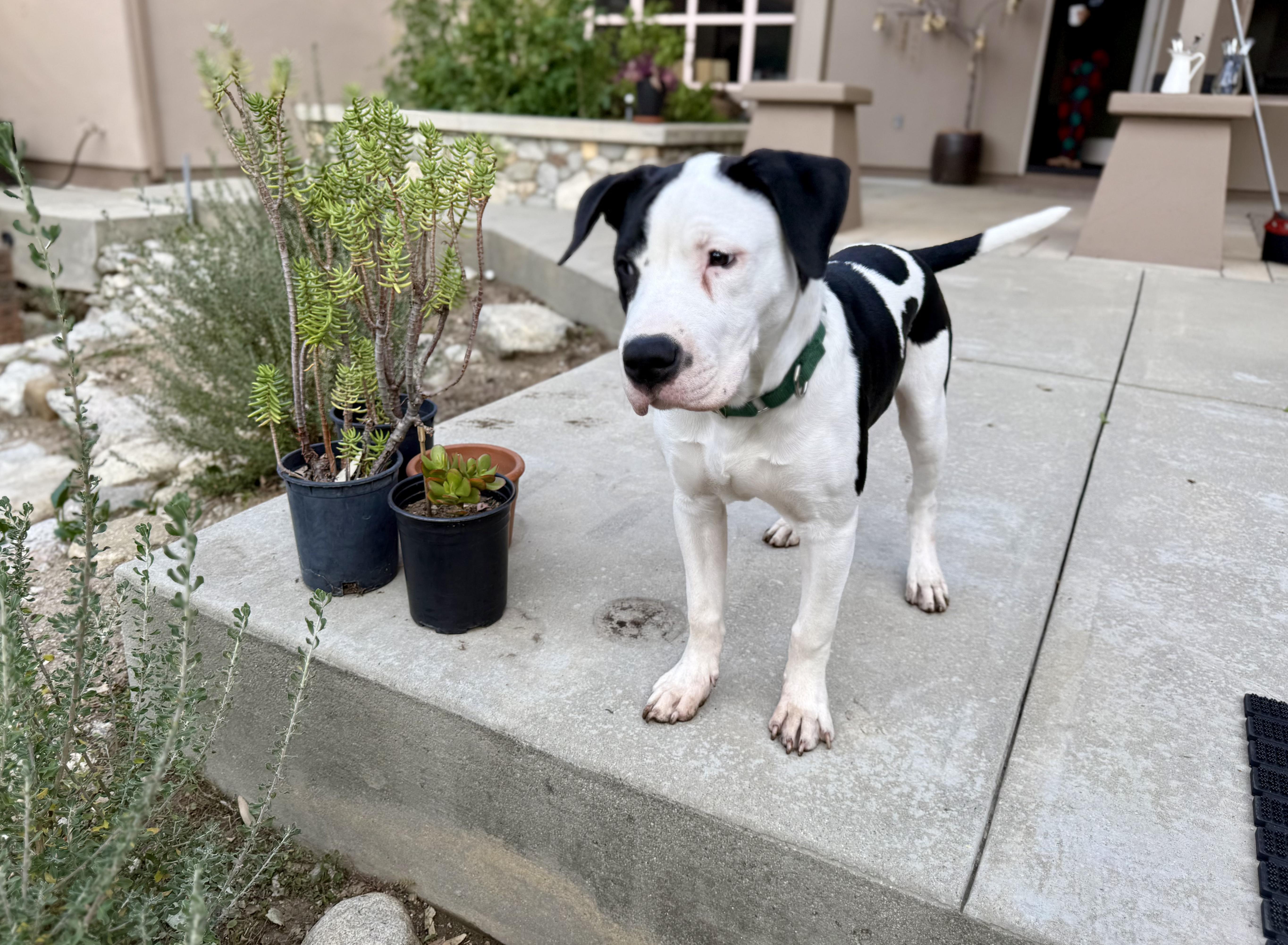Enlarge Roscoe, a Adoptable Pit Bull Terrier in Valley Village, CA image 1/2