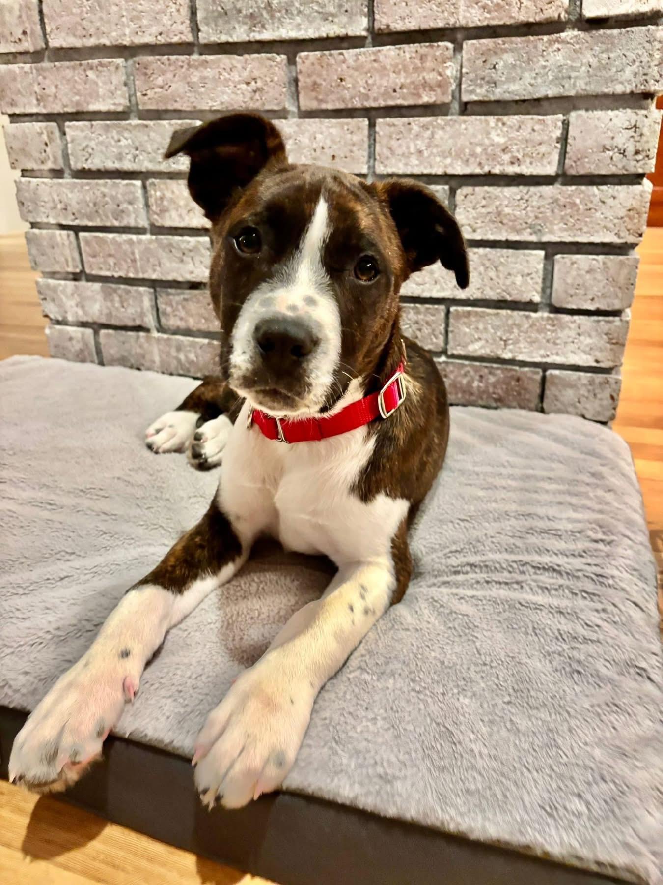 Enlarge Peter, an adopted mixed breed in Pembroke, MA image 2/2