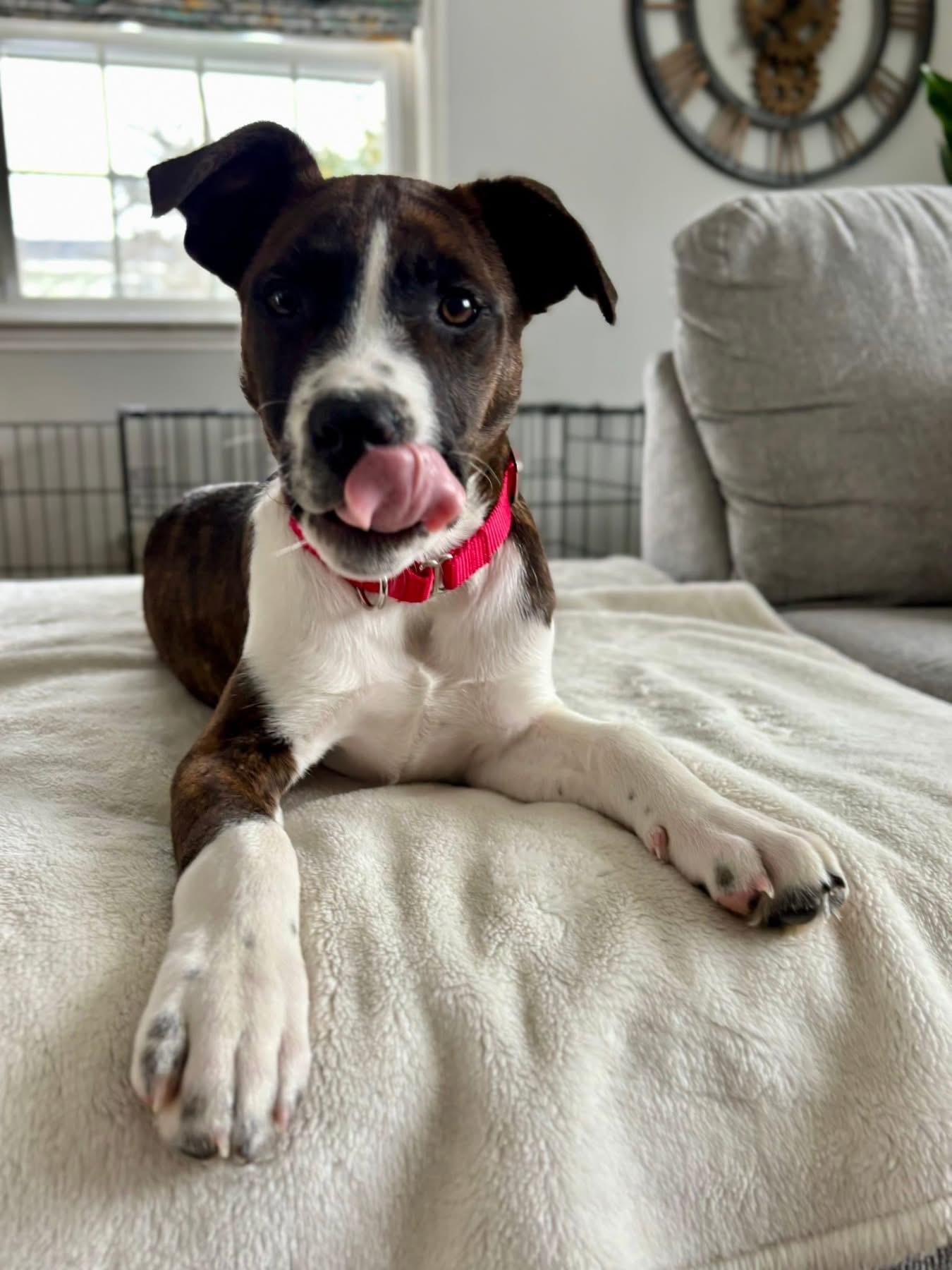 Enlarge Peter, an adopted mixed breed in Pembroke, MA image 1/2