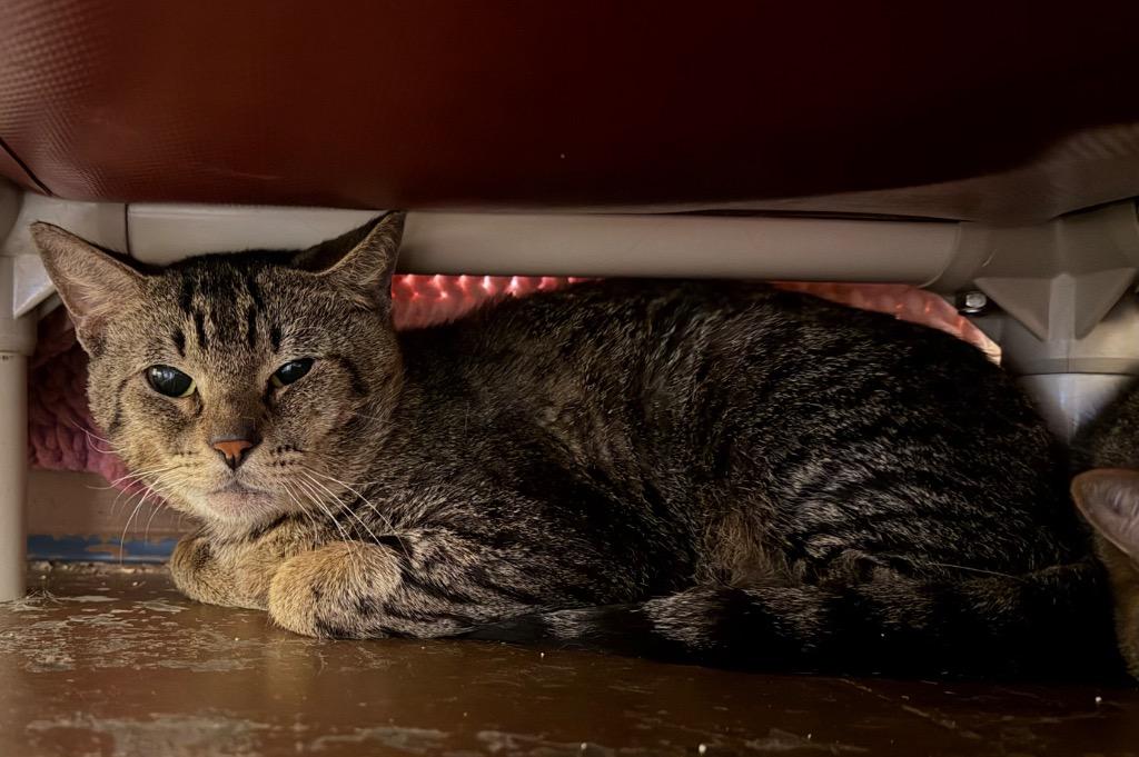 Julius, a Adoptable Domestic Short Hair in Ocala, FL image 3/3