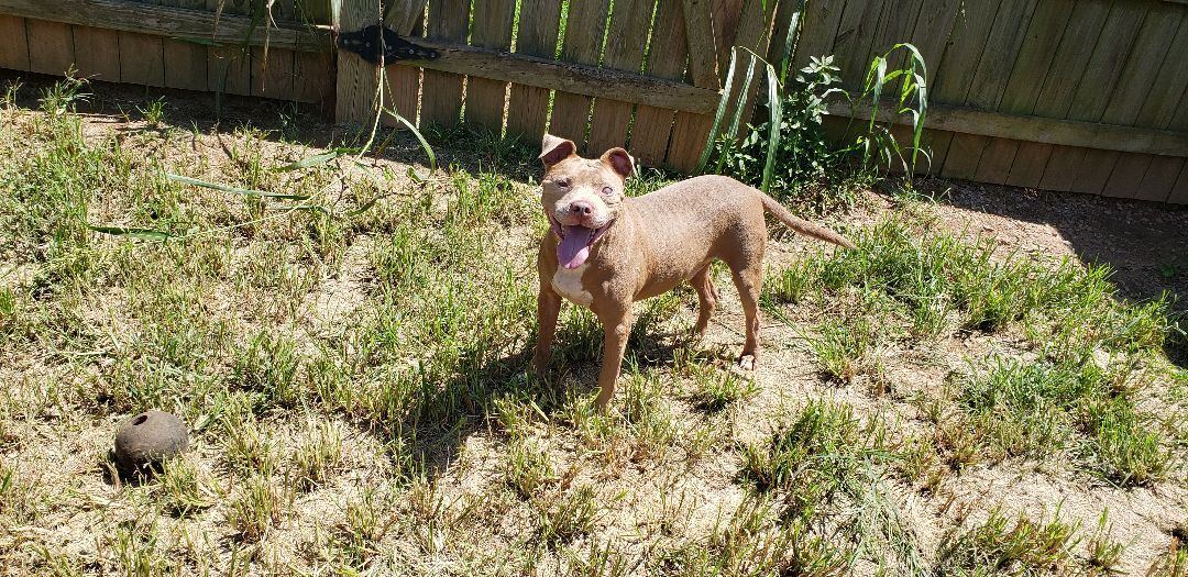 Grits  Blind in one eye 4/5 years of age. 