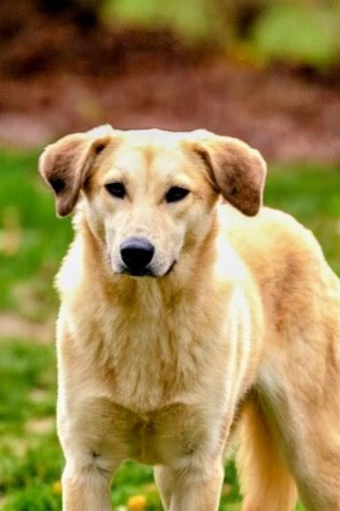 Sarah - Fostered in RI, Adoptable, Young Female Yellow Labrador Retriever & Labrador Retriever.