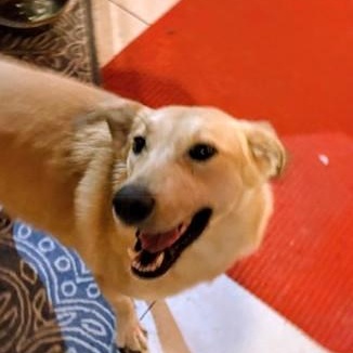 Sarah - Fostered in RI, a Adoptable mixed breed in Willington, CT image 3/6