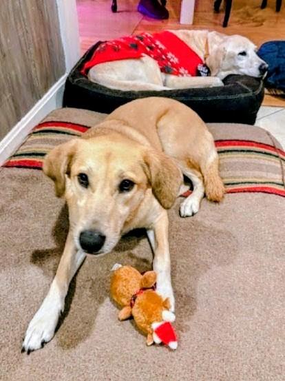 Sarah - Fostered in RI, a Adoptable mixed breed in Willington, CT image 2/6